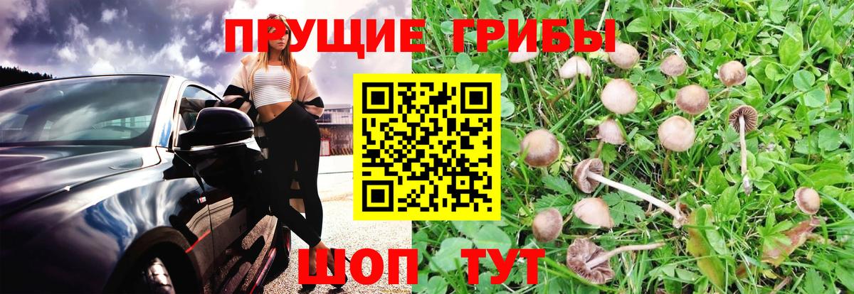Галлюциногенные грибы Psilocybe Морозовск